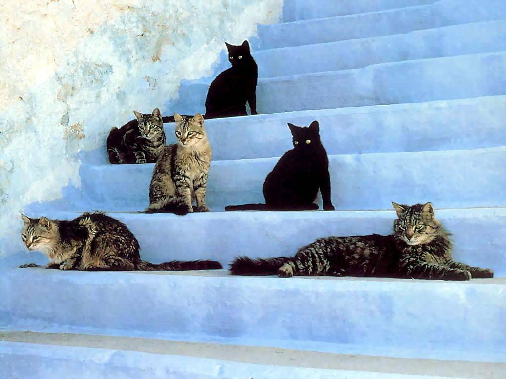 Gatti (263)